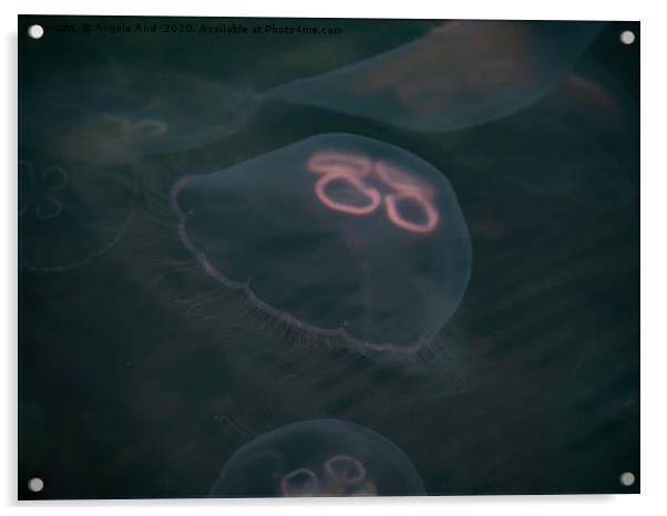 Moon Jellyfish. Acrylic by Angela Aird