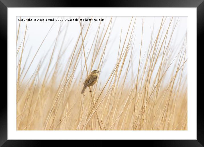 Sedge Warbler. Framed Mounted Print by Angela Aird