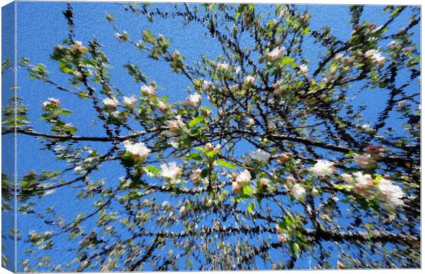                        Apple blossoms on the pictu Canvas Print by liviu iordache