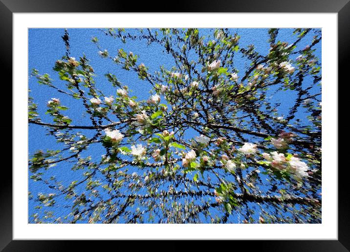                        Apple blossoms on the pictu Framed Mounted Print by liviu iordache