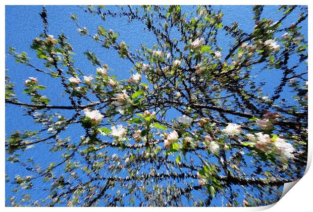                        Apple blossoms on the pictu Print by liviu iordache