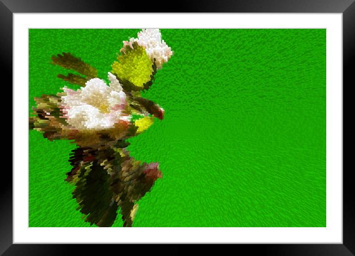                       Apple blossoms on the pictur Framed Mounted Print by liviu iordache