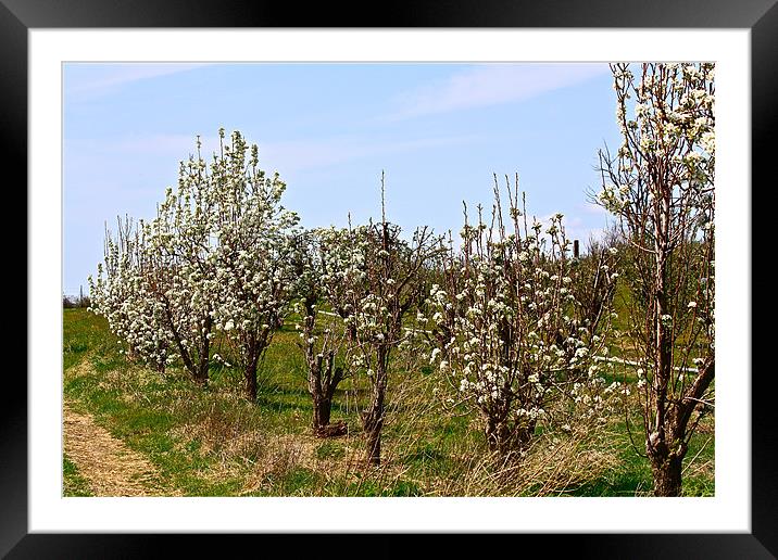 Row Of Pear Trees Framed Mounted Print by Irina Walker