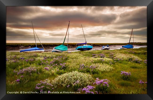Sea Lavender and boats at Blakeney Framed Print by David Powley