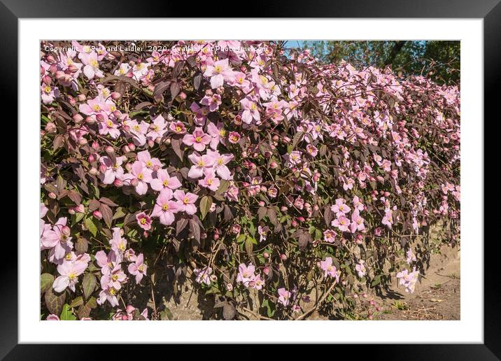 Flowering Clematis Montana Framed Mounted Print by Richard Laidler