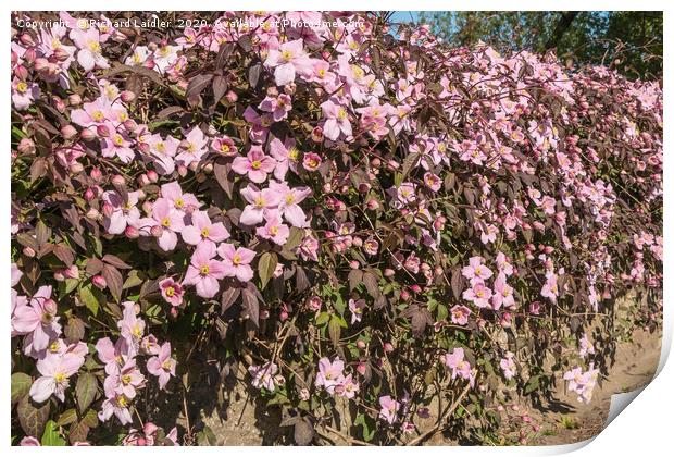 Flowering Clematis Montana Print by Richard Laidler