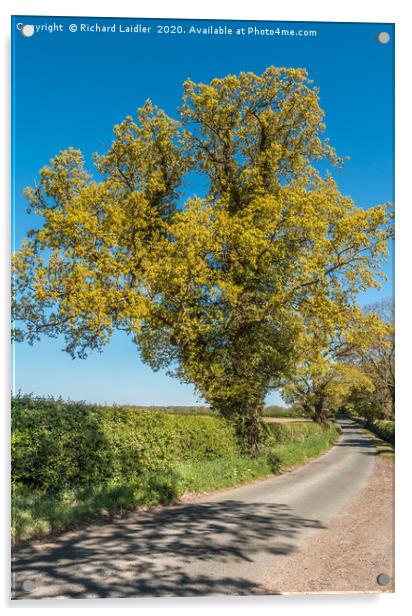 Golden Springtime Oak Tree Acrylic by Richard Laidler