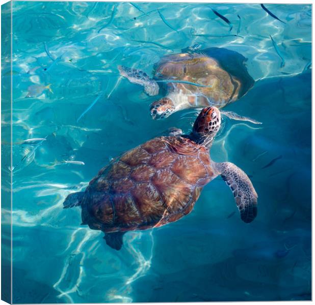 Turtles coming up for air  Canvas Print by Gail Johnson