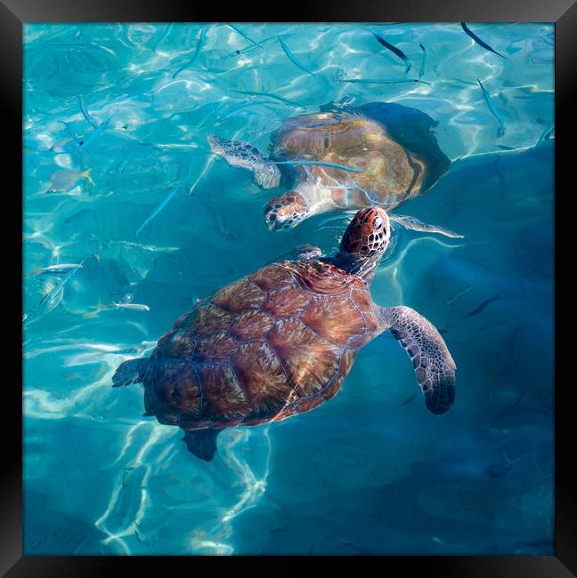 Turtles coming up for air  Framed Print by Gail Johnson