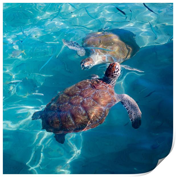 Turtles coming up for air  Print by Gail Johnson