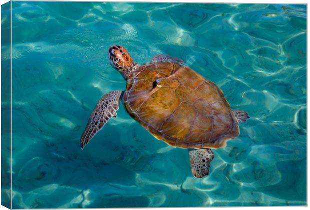 Turtle coming up for air Canvas Print by Gail Johnson