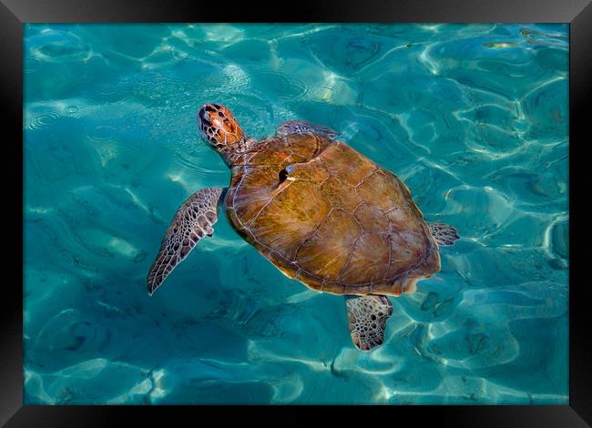 Turtle coming up for air Framed Print by Gail Johnson