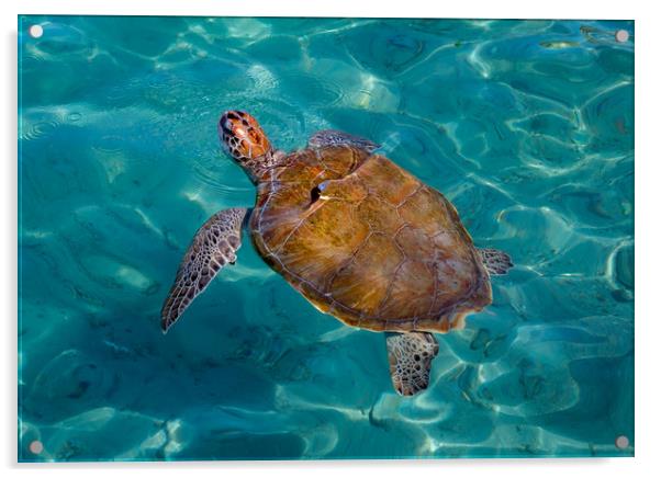 Turtle coming up for air Acrylic by Gail Johnson