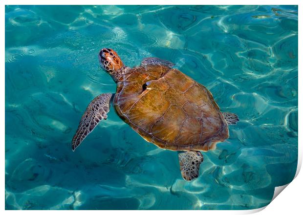 Turtle coming up for air Print by Gail Johnson