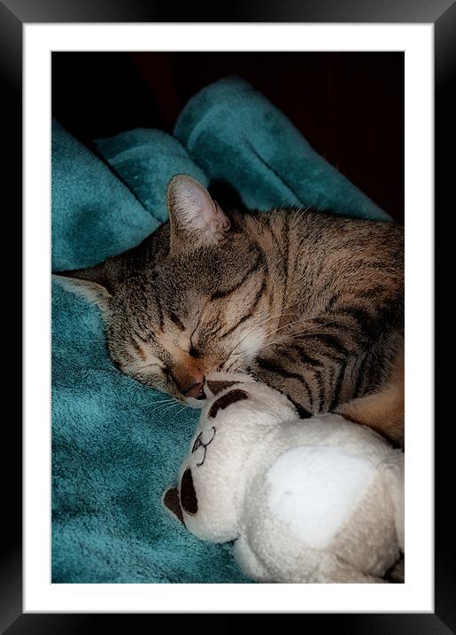 Tabby Cuddle Cat Framed Mounted Print by Karen Martin