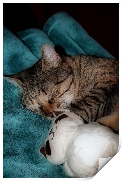 Tabby Cuddle Cat Print by Karen Martin