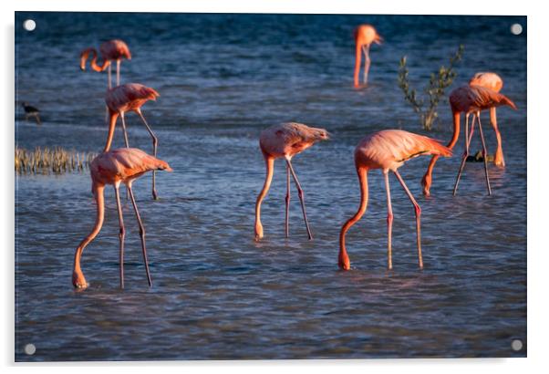 Flamingos feeding at a salt pan Acrylic by Gail Johnson