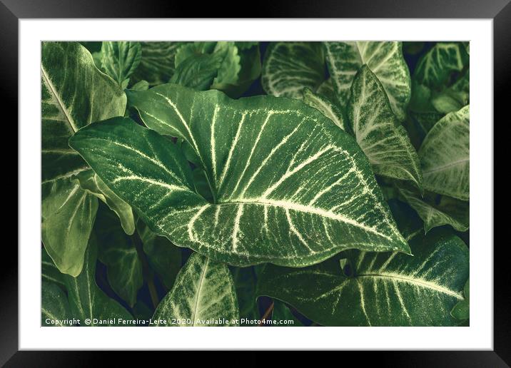 Green Plants at Home Yard Framed Mounted Print by Daniel Ferreira-Leite