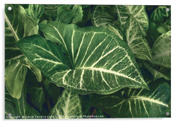 Green Plants at Home Yard Acrylic by Daniel Ferreira-Leite