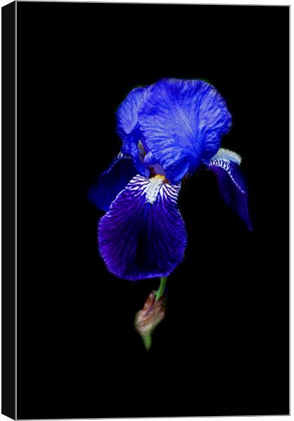 Blue Bearded Iris Canvas Print by Karen Martin