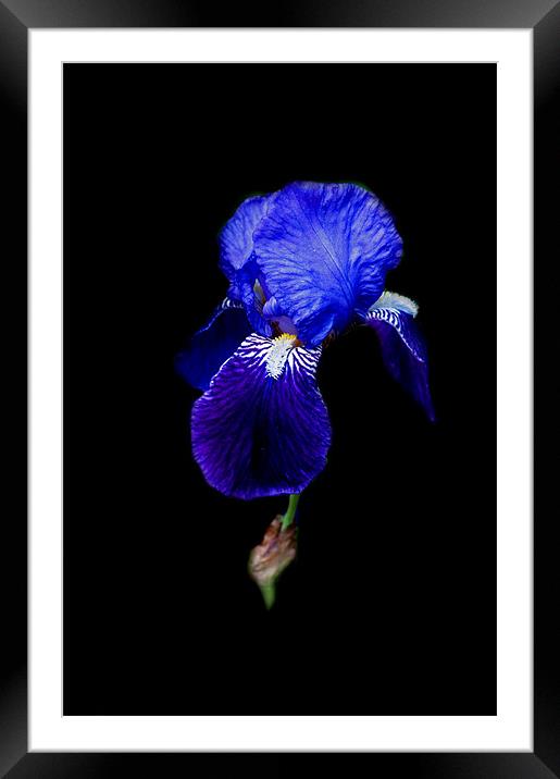 Blue Bearded Iris Framed Mounted Print by Karen Martin