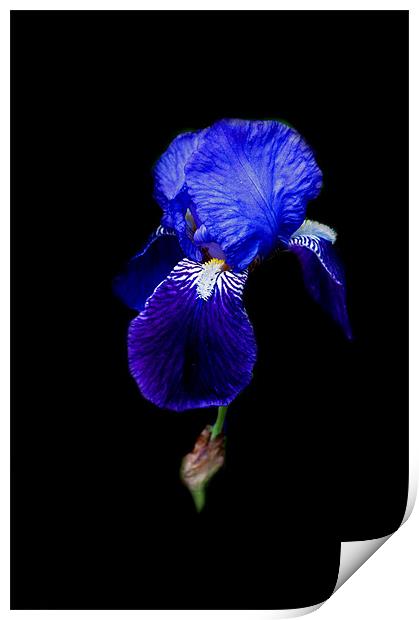 Blue Bearded Iris Print by Karen Martin