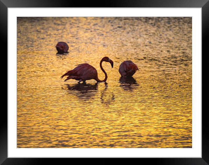 Flamingos in the sunset Views around the Caribbean Framed Mounted Print by Gail Johnson