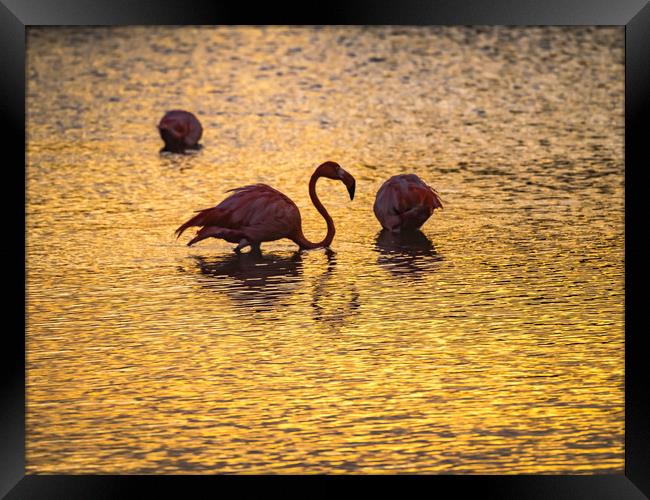 Flamingos in the sunset Views around the Caribbean Framed Print by Gail Johnson