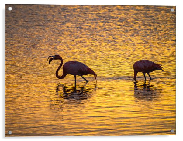 Flamingos in the sunset Views around the Caribbean Acrylic by Gail Johnson