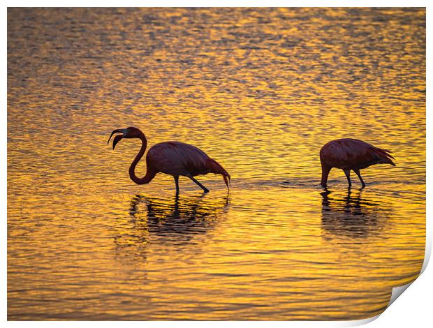 Flamingos in the sunset Views around the Caribbean Print by Gail Johnson