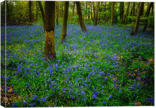 Bluebell Wood Wanstead Canvas Print by peter tachauer