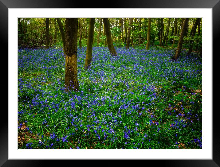 Bluebell Wood Wanstead Framed Mounted Print by peter tachauer