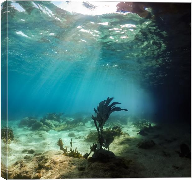 Underwater views of coral aorund the Caribbean isl Canvas Print by Gail Johnson