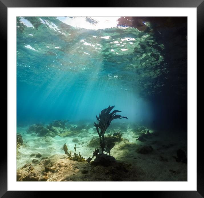 Underwater views of coral aorund the Caribbean isl Framed Mounted Print by Gail Johnson