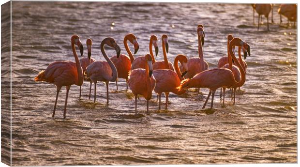 Flamingos feeding at a salt pan Canvas Print by Gail Johnson