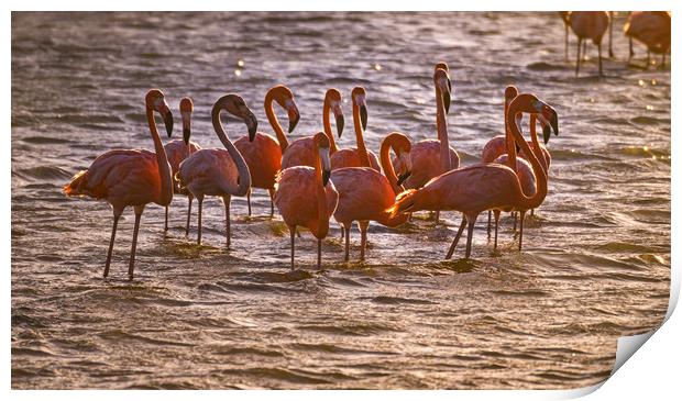 Flamingos feeding at a salt pan Print by Gail Johnson