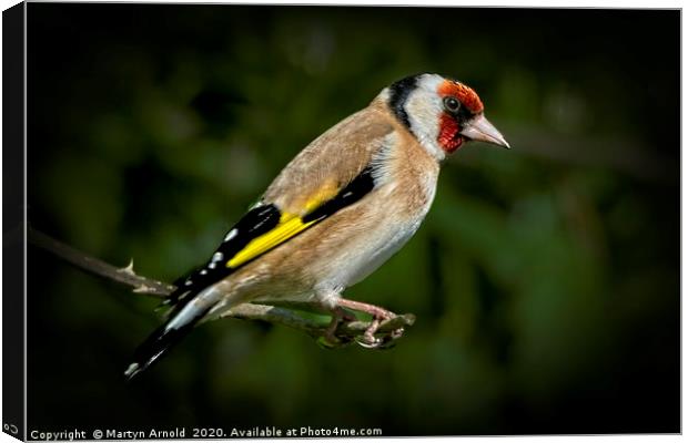 European Goldfinch  (Carduelis Carduelis) Canvas Print by Martyn Arnold