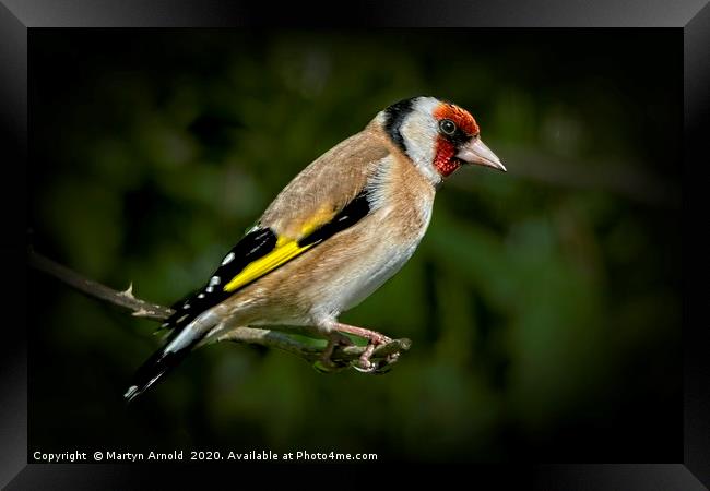 European Goldfinch  (Carduelis Carduelis) Framed Print by Martyn Arnold
