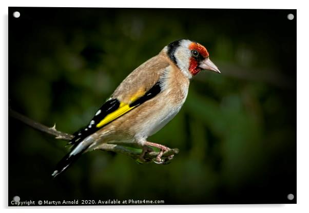 European Goldfinch  (Carduelis Carduelis) Acrylic by Martyn Arnold