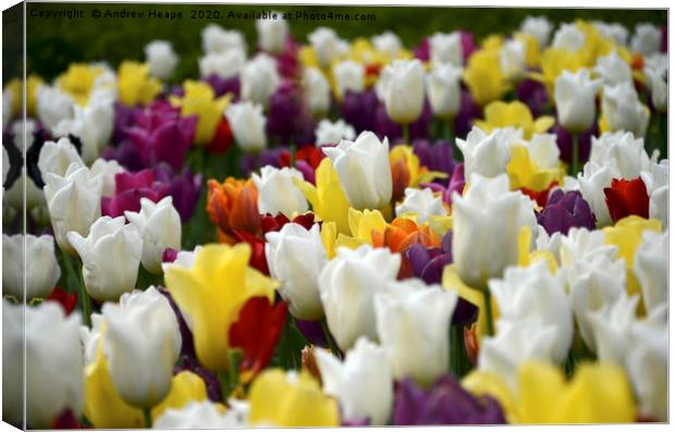 Colourful tulips  Canvas Print by Andrew Heaps