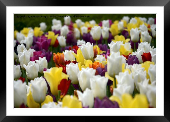Colourful tulips  Framed Mounted Print by Andrew Heaps