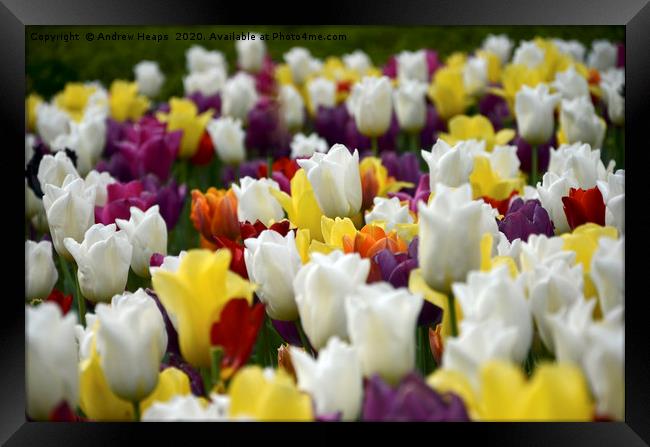 Colourful tulips  Framed Print by Andrew Heaps