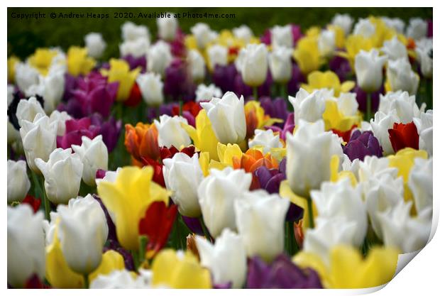 Colourful tulips  Print by Andrew Heaps