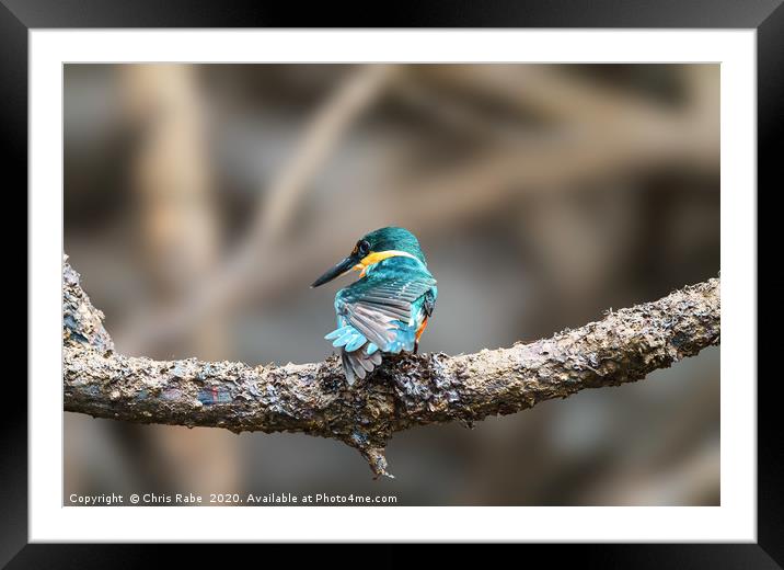 American pygmy Kingfisher  Framed Mounted Print by Chris Rabe