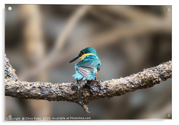 American pygmy Kingfisher  Acrylic by Chris Rabe