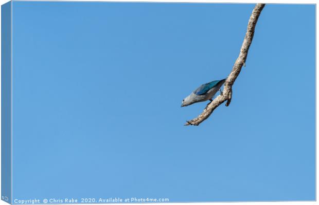 Blue-Gray Tanager against blue sky Canvas Print by Chris Rabe
