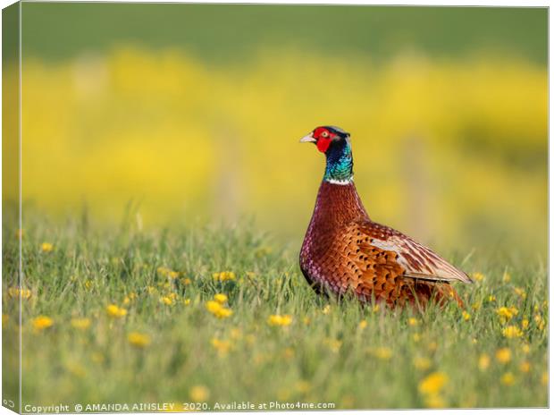 Majestic Pheasant in a Summertime Meadow Canvas Print by AMANDA AINSLEY