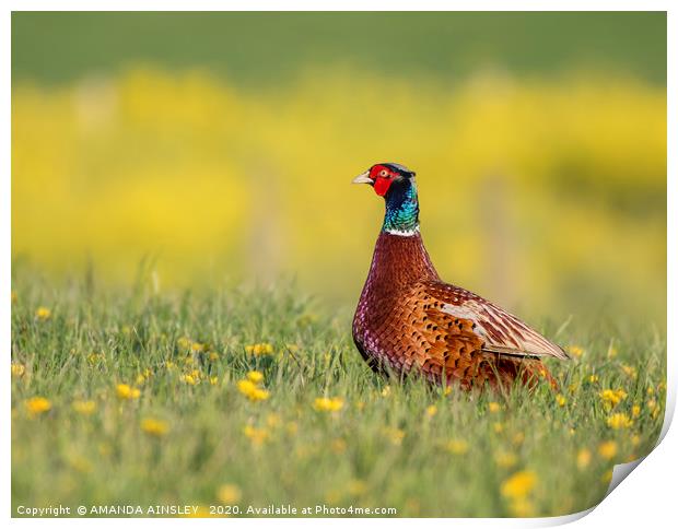 Majestic Pheasant in a Summertime Meadow Print by AMANDA AINSLEY