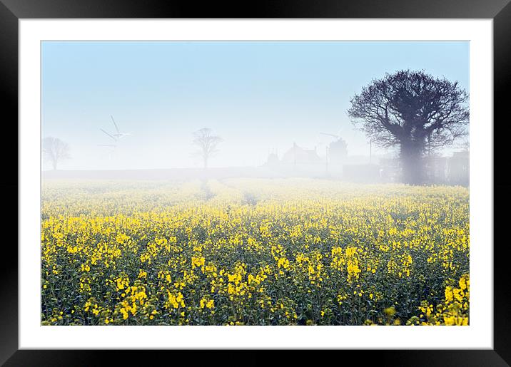 A foggy morning over a field of rape Framed Mounted Print by Stephen Mole