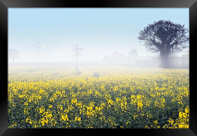 A foggy morning over a field of rape Framed Print by Stephen Mole